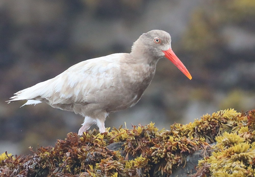 Black Oystercatcher - ML641811394