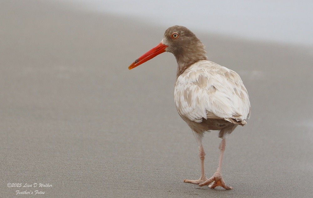 Black Oystercatcher - ML641811395