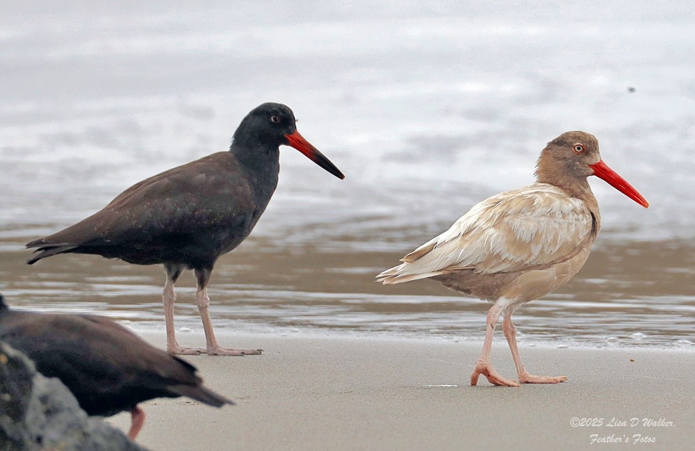 Black Oystercatcher - ML641811396