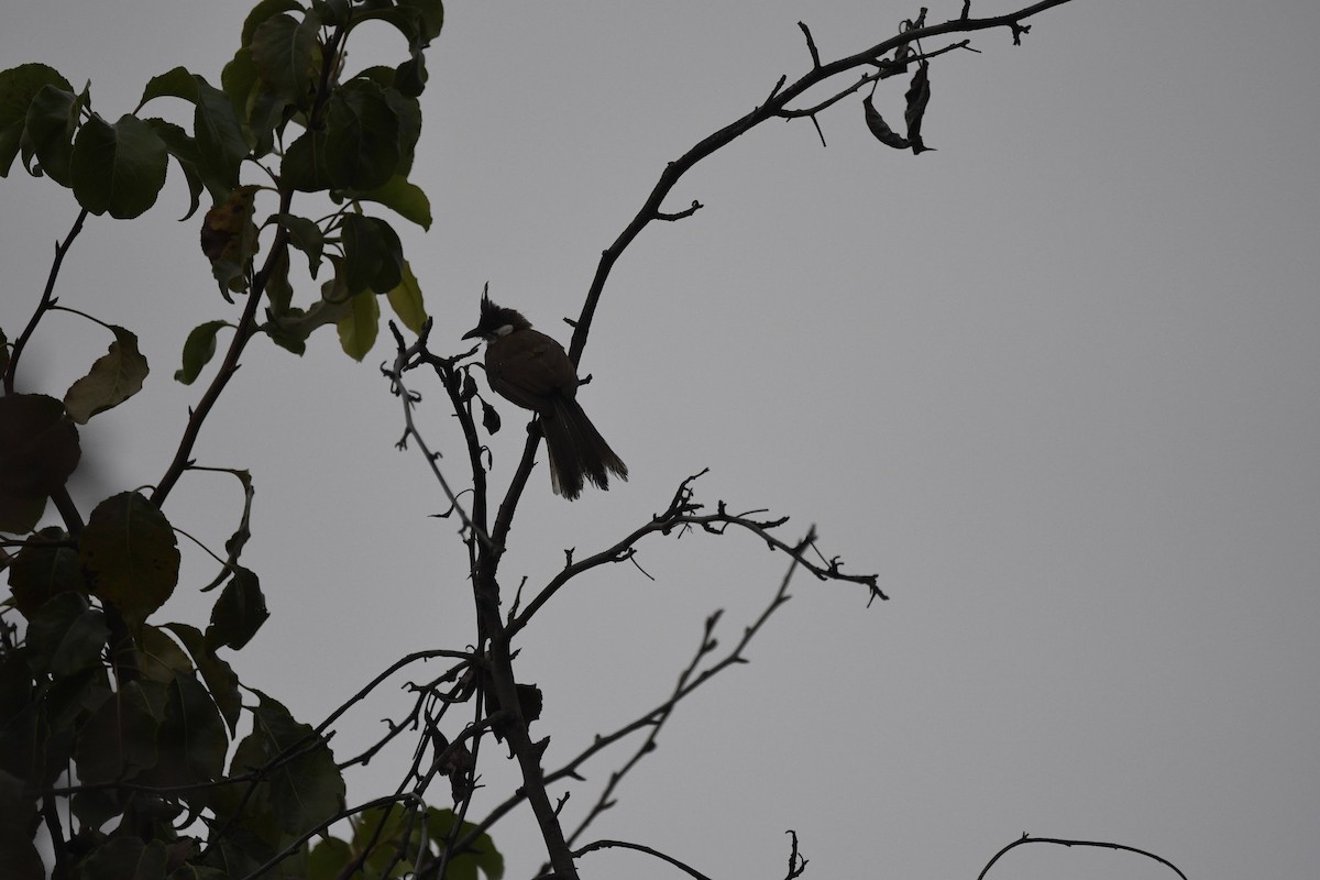 bulbul červenouchý - ML641811401