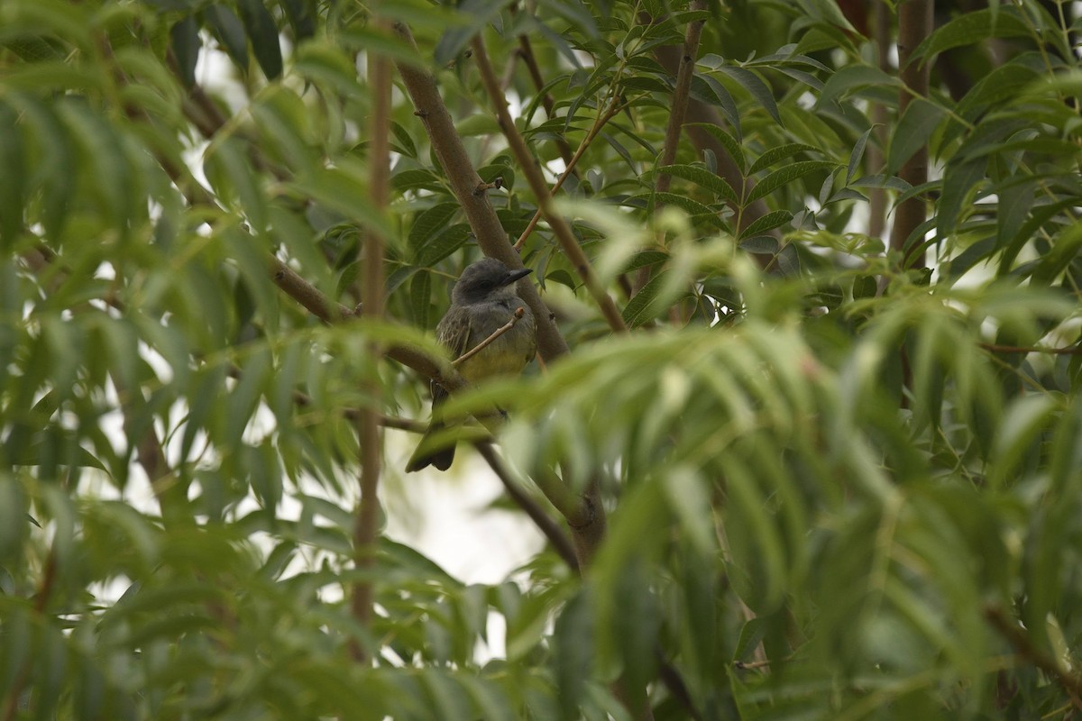 Cassin's Kingbird - ML641811429