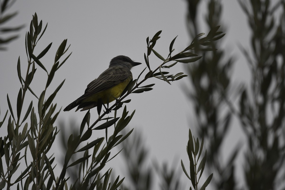 Cassin's Kingbird - ML641811442