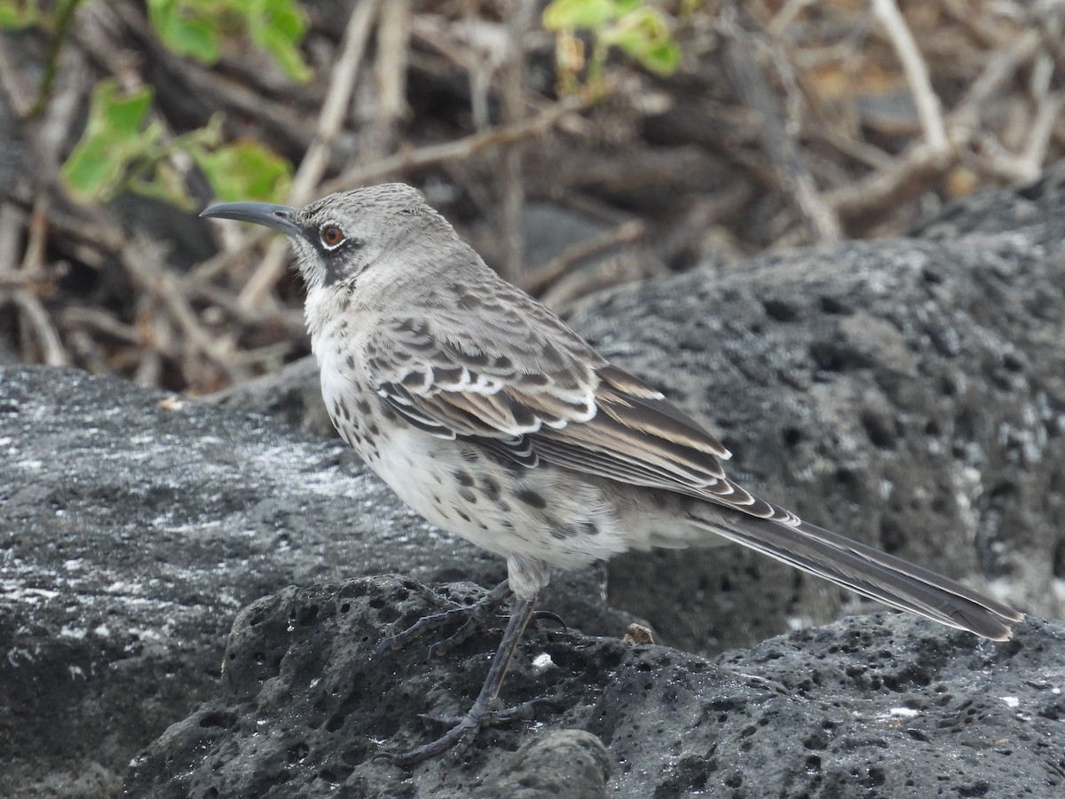 Española Mockingbird - ML641811445