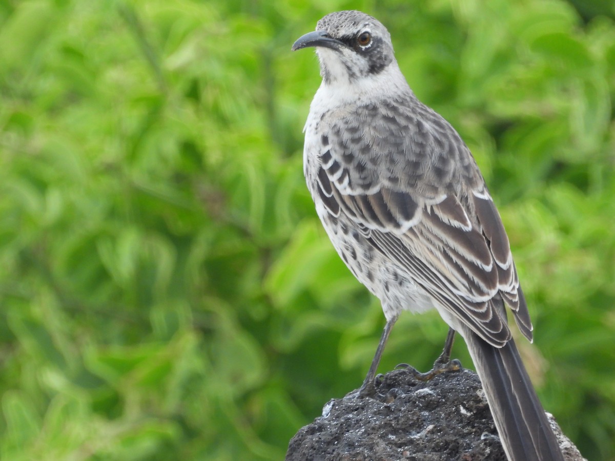 Española Mockingbird - ML641811446