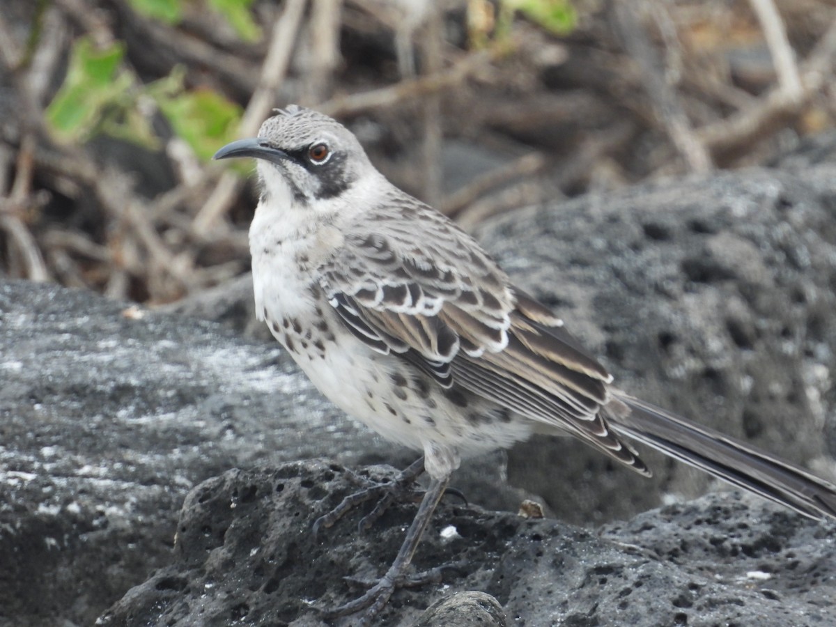 Española Mockingbird - ML641811447