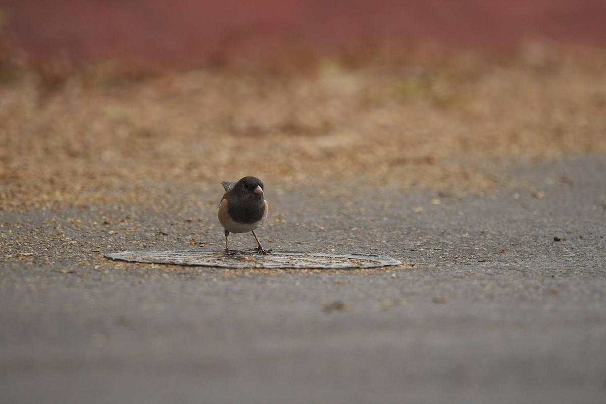 Dark-eyed Junco - ML641811463