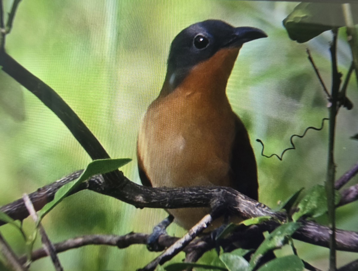 Gray-capped Cuckoo - ML641811466