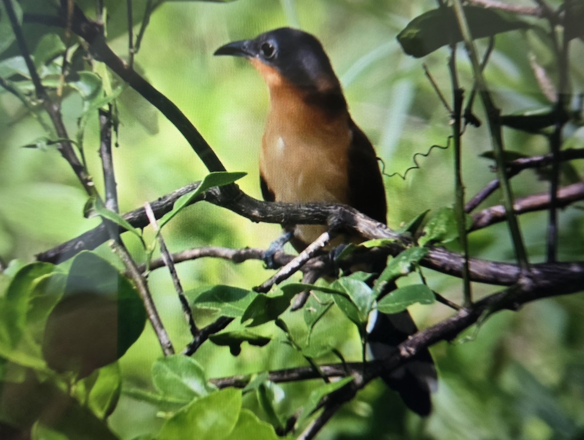 Gray-capped Cuckoo - ML641811468