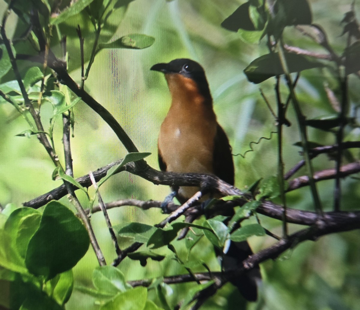Gray-capped Cuckoo - ML641811469