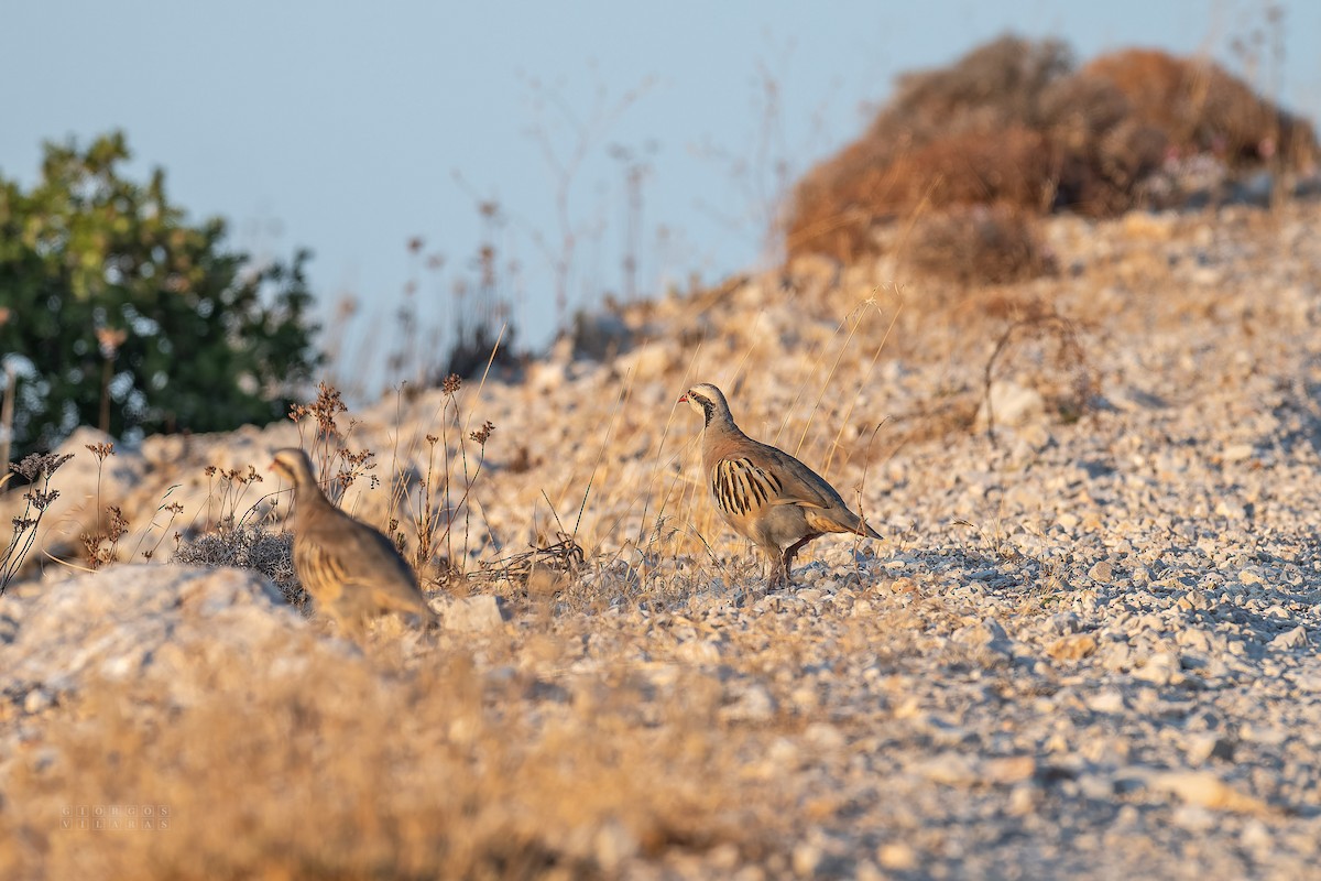 חוגלת סלעים - ML641811473
