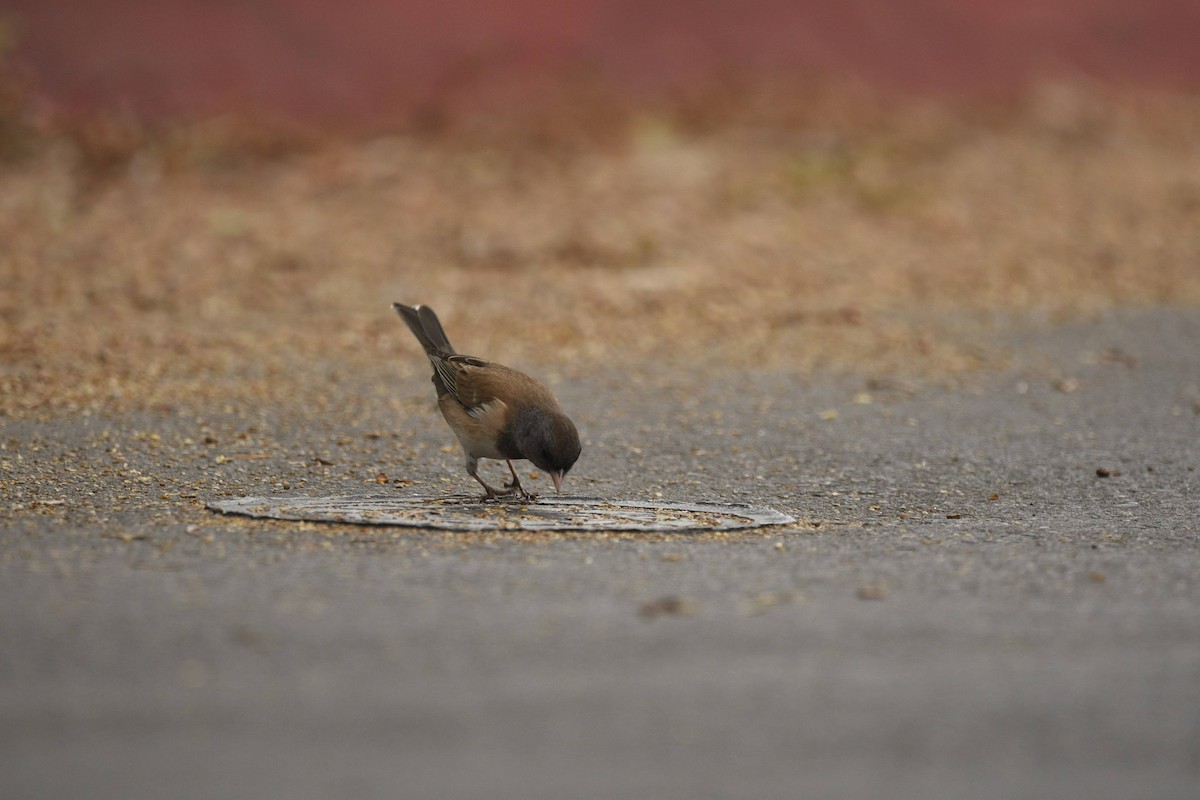 Dark-eyed Junco - ML641811482