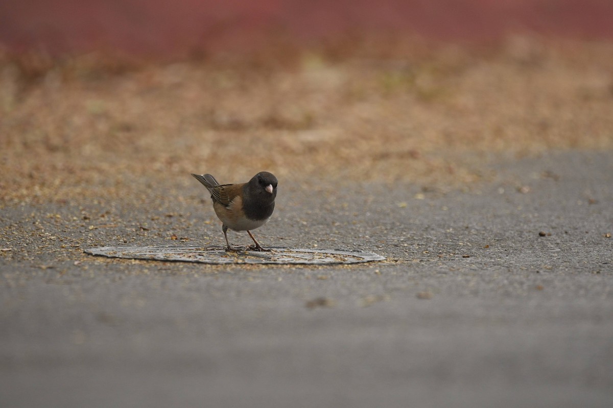 Dark-eyed Junco - ML641811483