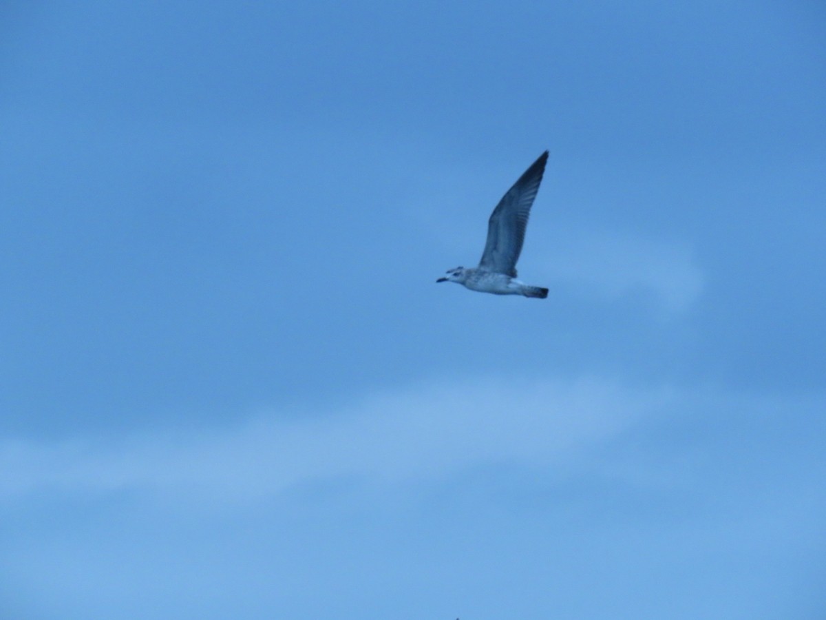 Caspian Gull - ML641811500