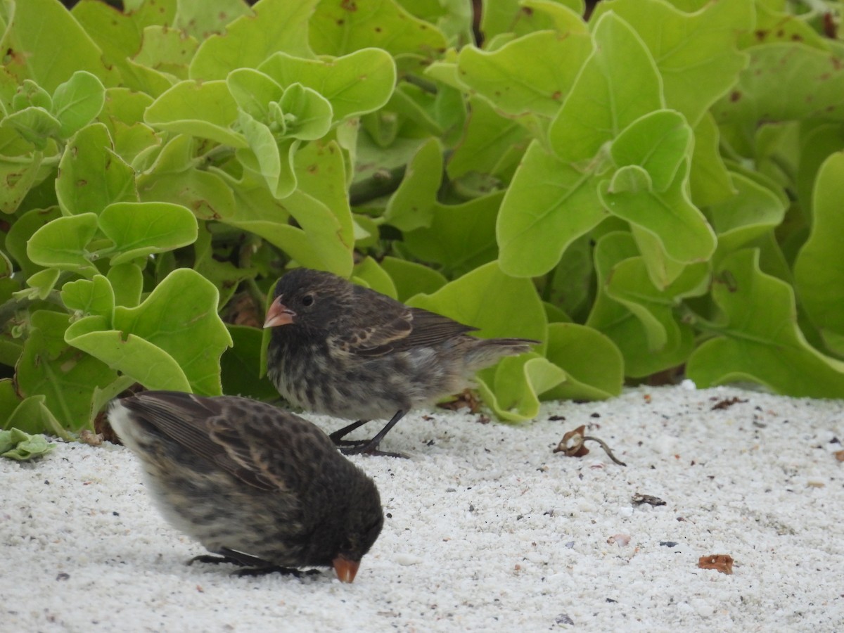 Small Ground-Finch - ML641811509
