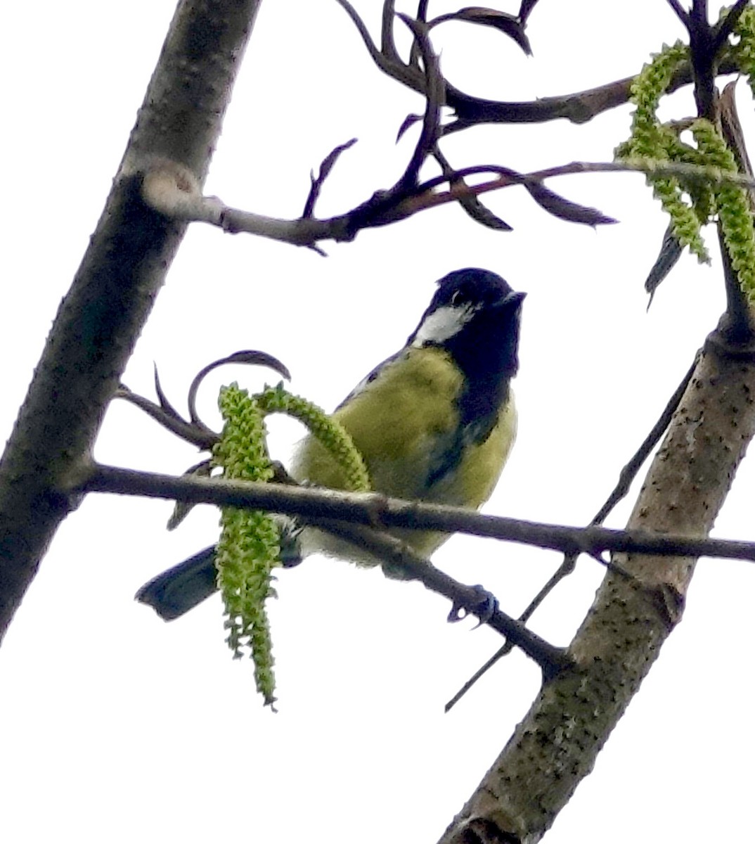 Green-backed Tit - ML641811520