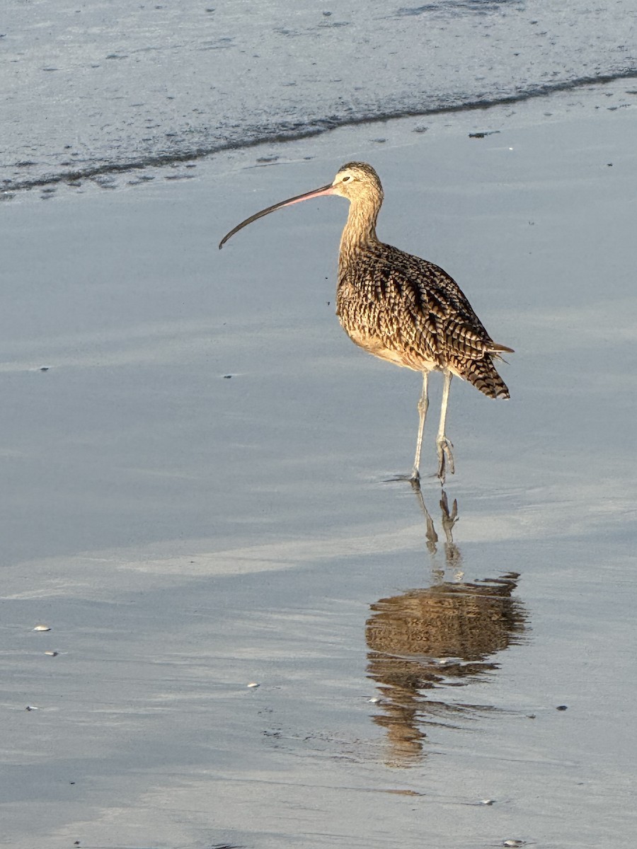 Long-billed Curlew - ML641811532