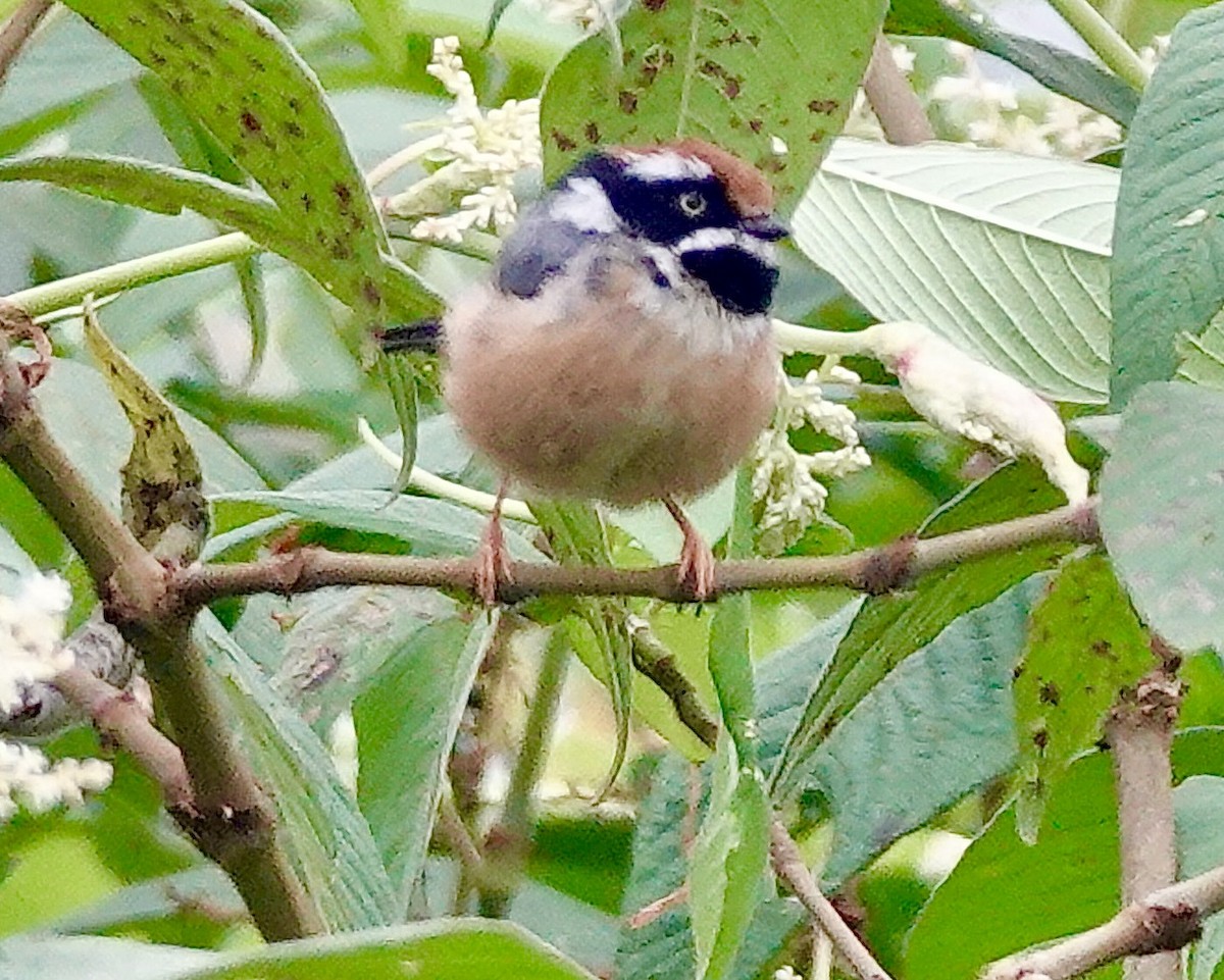 Black-throated Tit - ML641811535