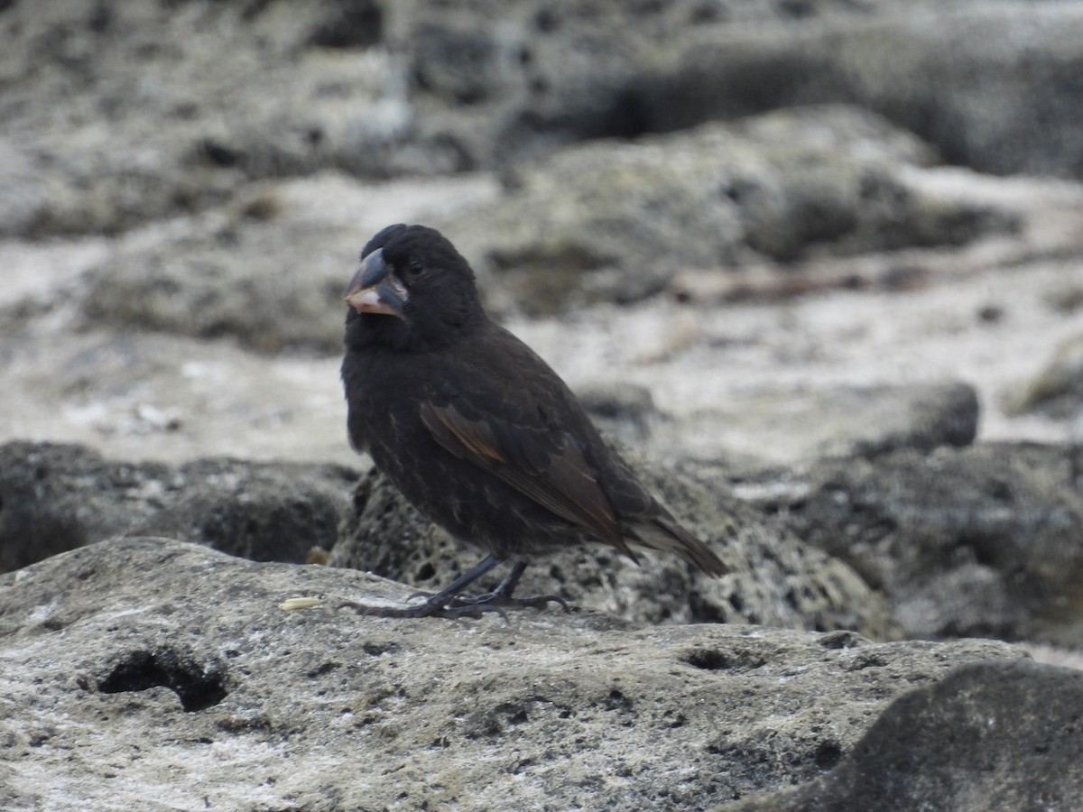 Española Ground-Finch - ML641811544