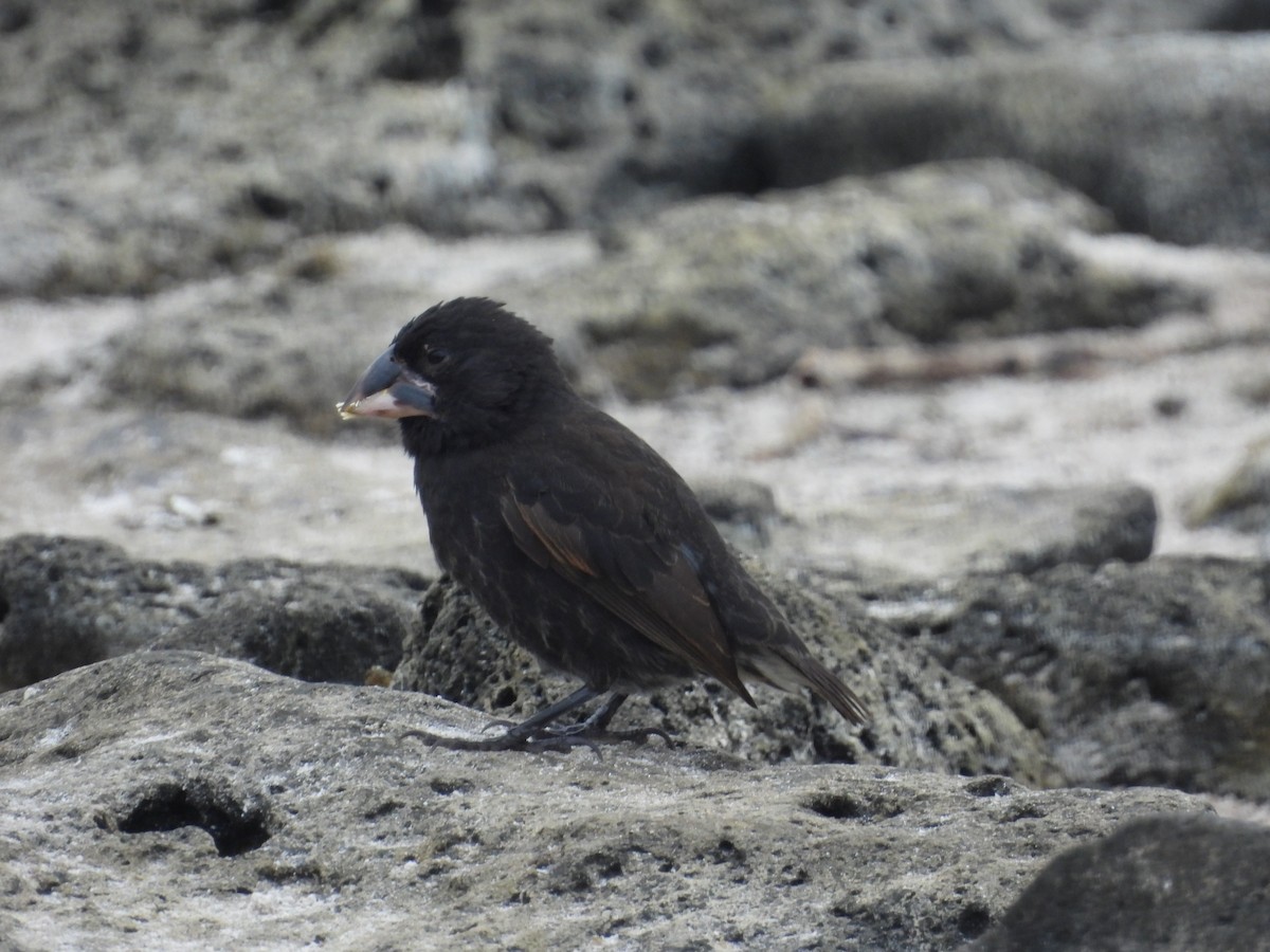Española Ground-Finch - ML641811545