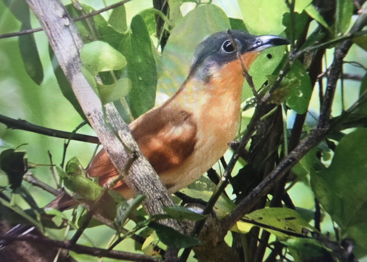 Gray-capped Cuckoo - ML641811552