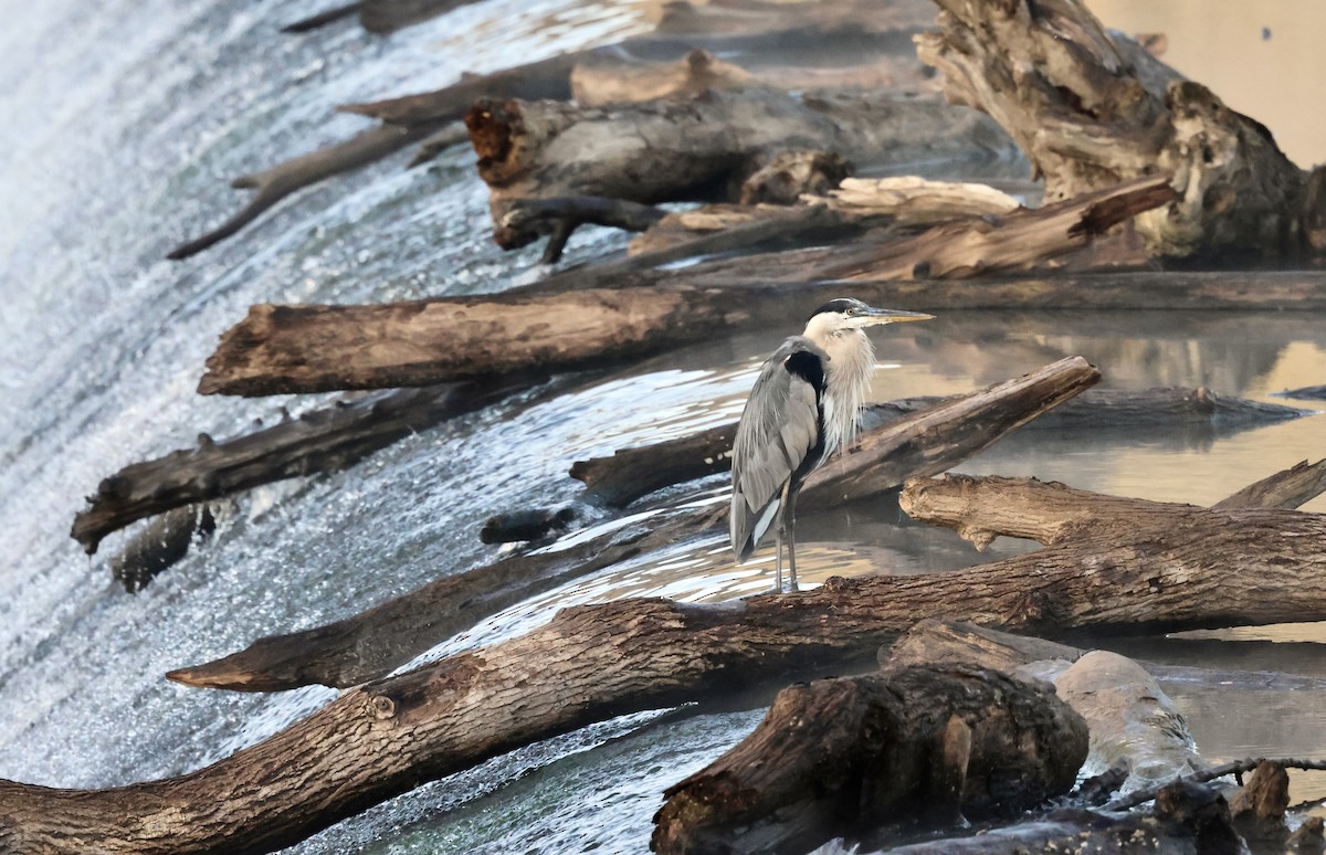 Great Blue Heron - ML641811557
