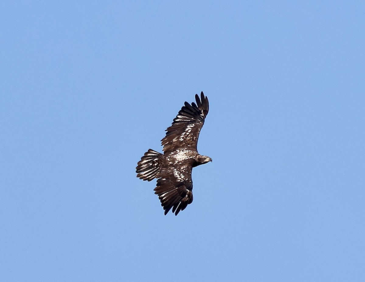 Bald Eagle - ML641811571