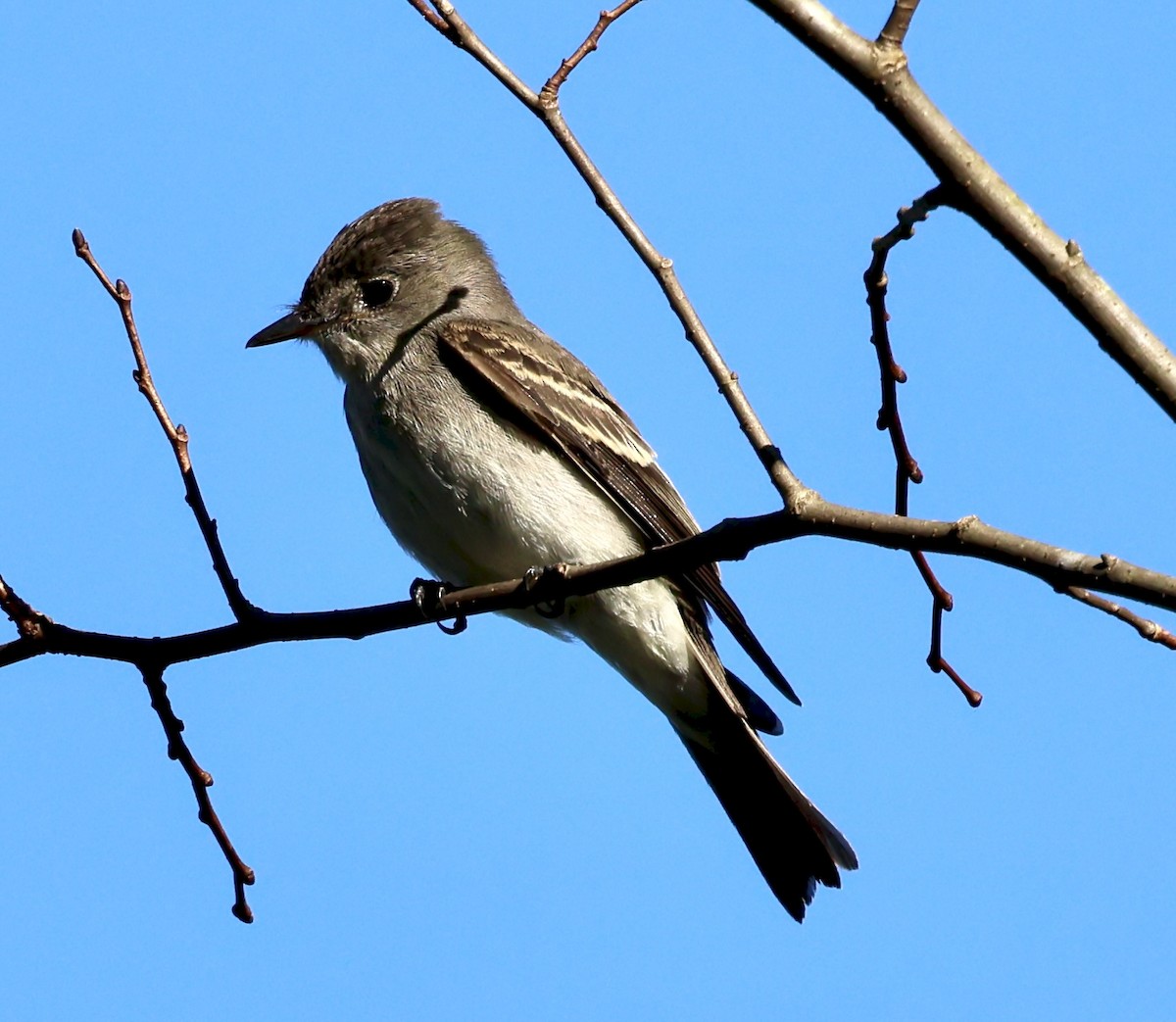 Eastern Wood-Pewee - ML641811588
