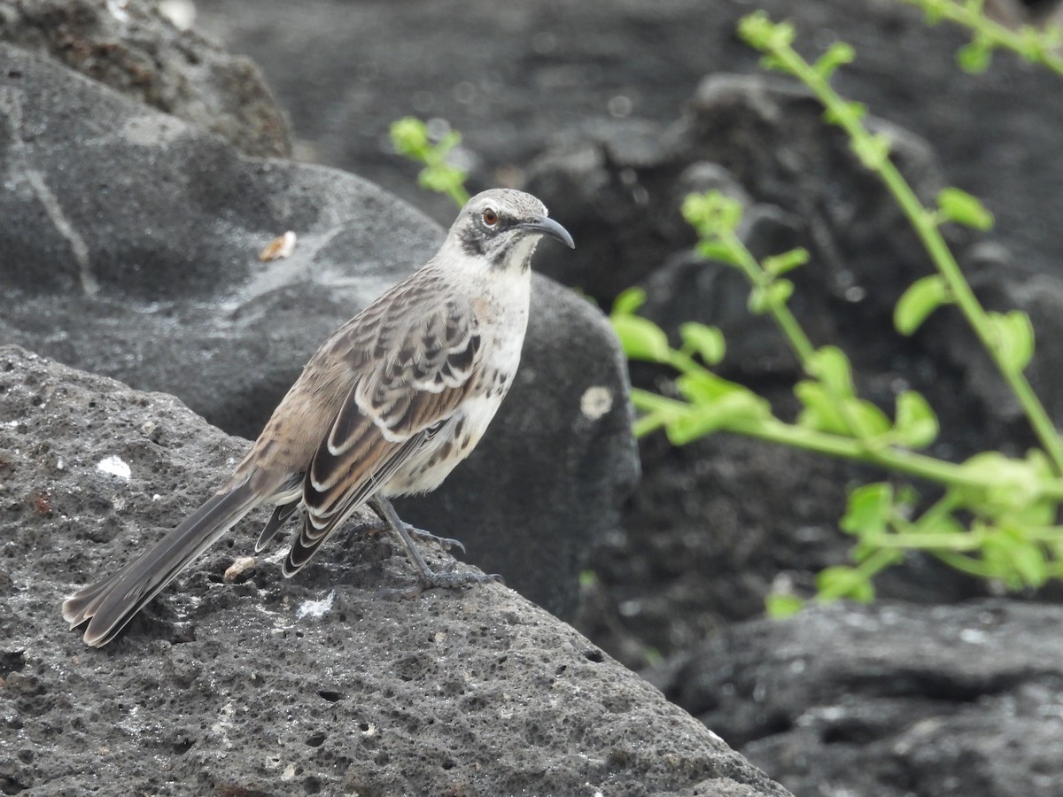 Española Mockingbird - ML641811602