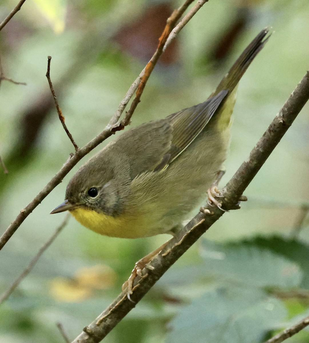 Common Yellowthroat - ML641811603