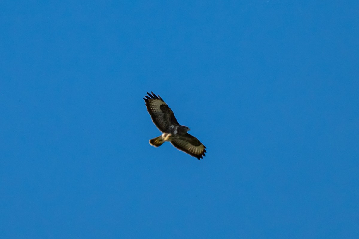 Buse variable (buteo) - ML641811604
