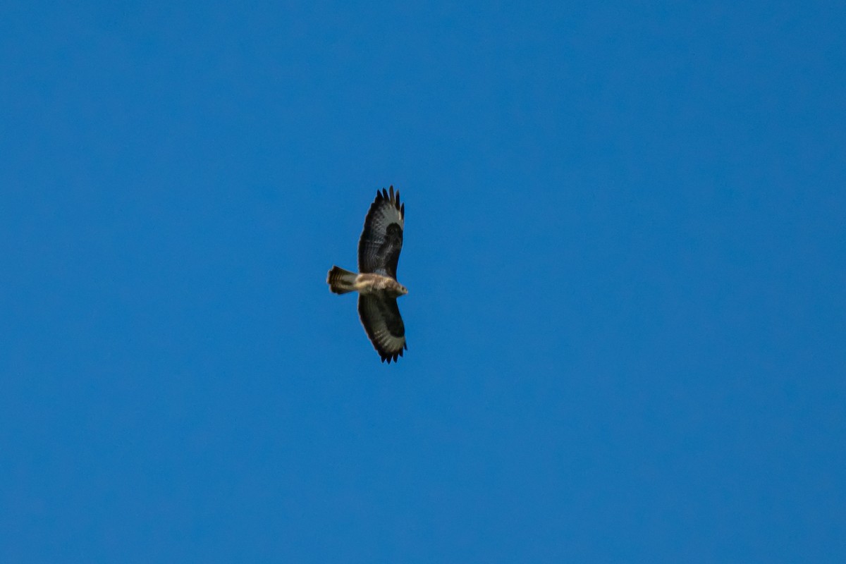Buse variable (buteo) - ML641811605
