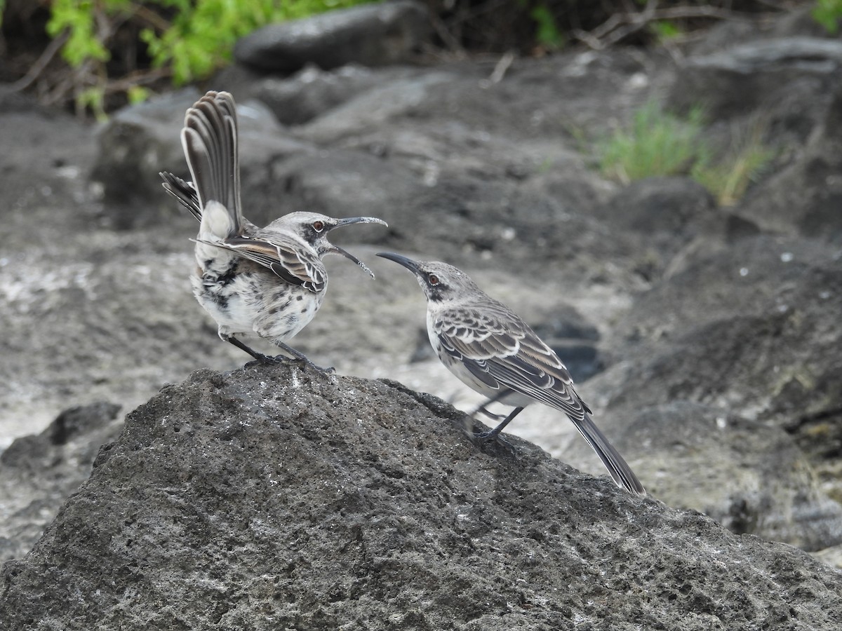 Española Mockingbird - ML641811621