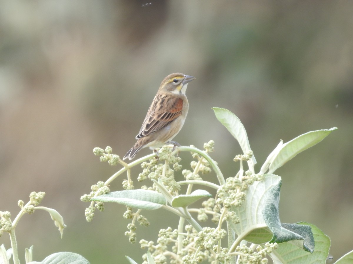 Dickcissel - ML641811630