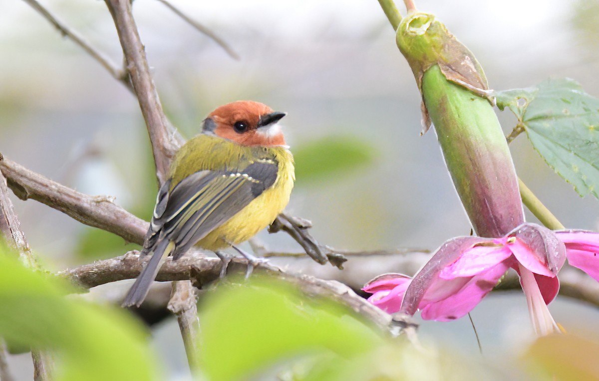 Johnson's Tody-Flycatcher - ML641811635