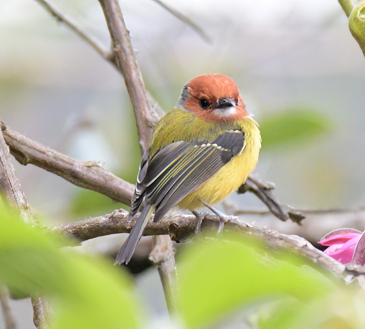 Johnson's Tody-Flycatcher - ML641811636
