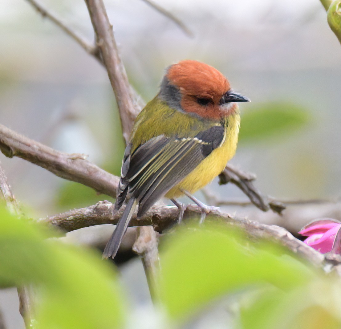 Johnson's Tody-Flycatcher - ML641811637