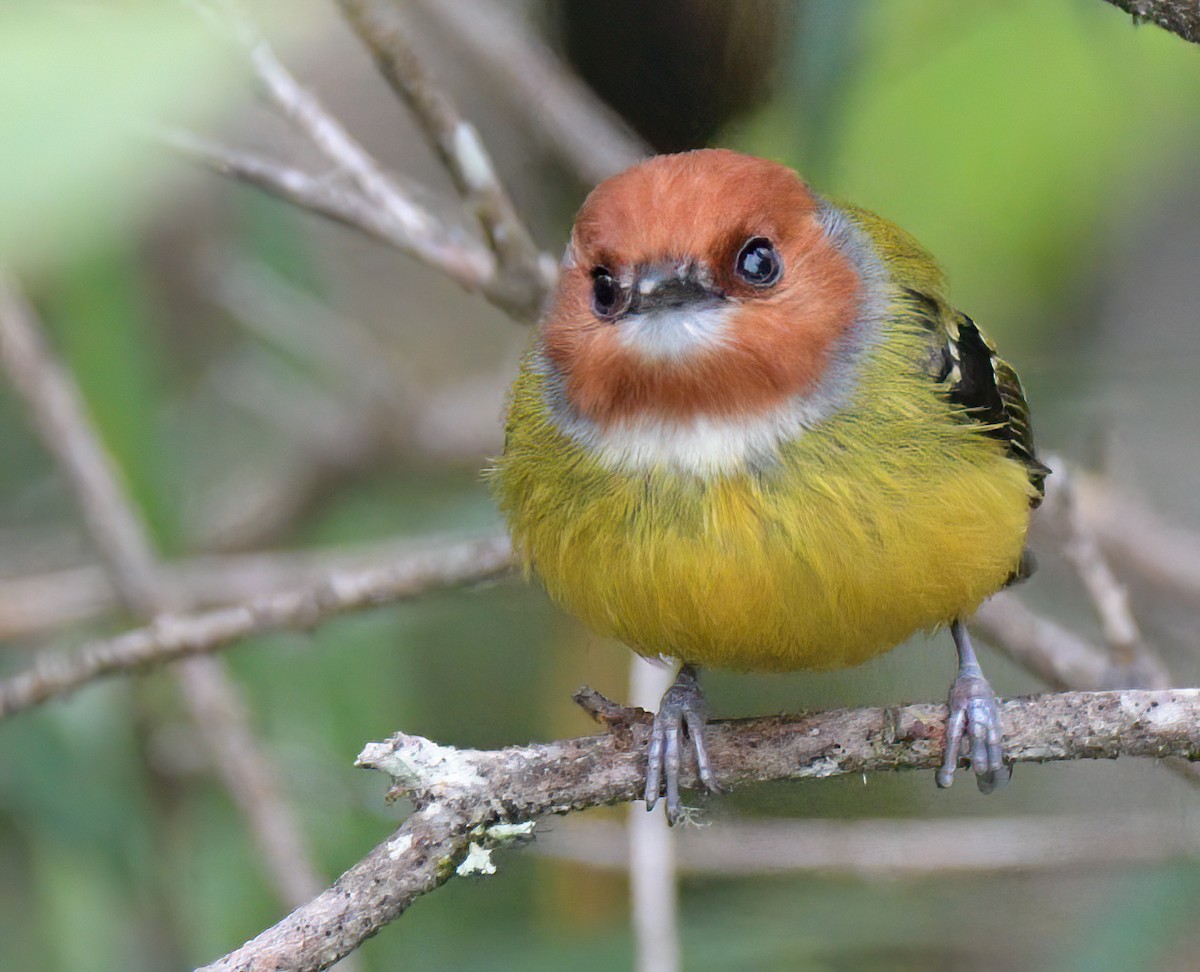 Johnson's Tody-Flycatcher - ML641811638