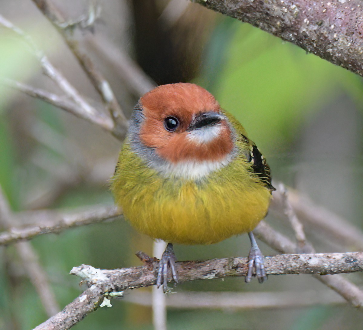 Johnson's Tody-Flycatcher - ML641811639