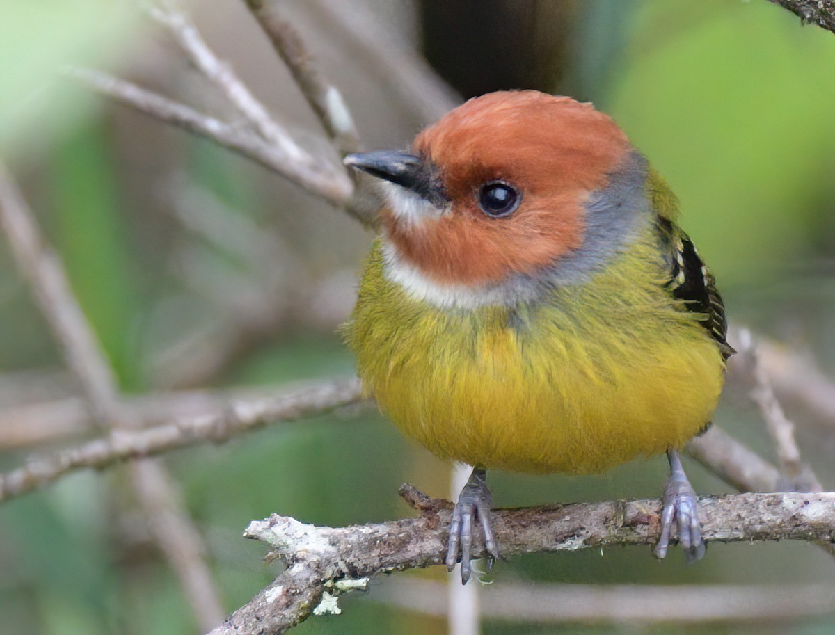 Johnson's Tody-Flycatcher - ML641811640