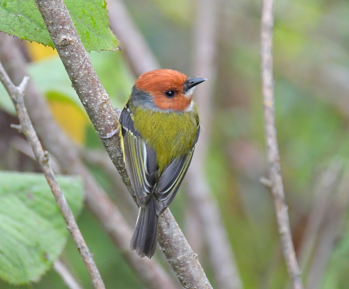 Johnson's Tody-Flycatcher - ML641811641