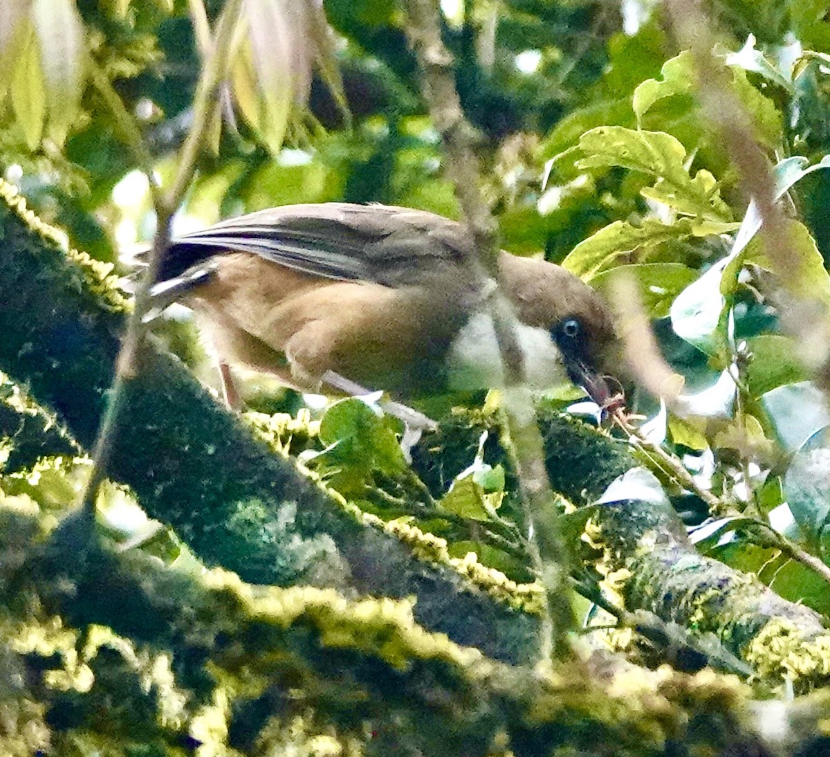White-throated Laughingthrush - ML641811660