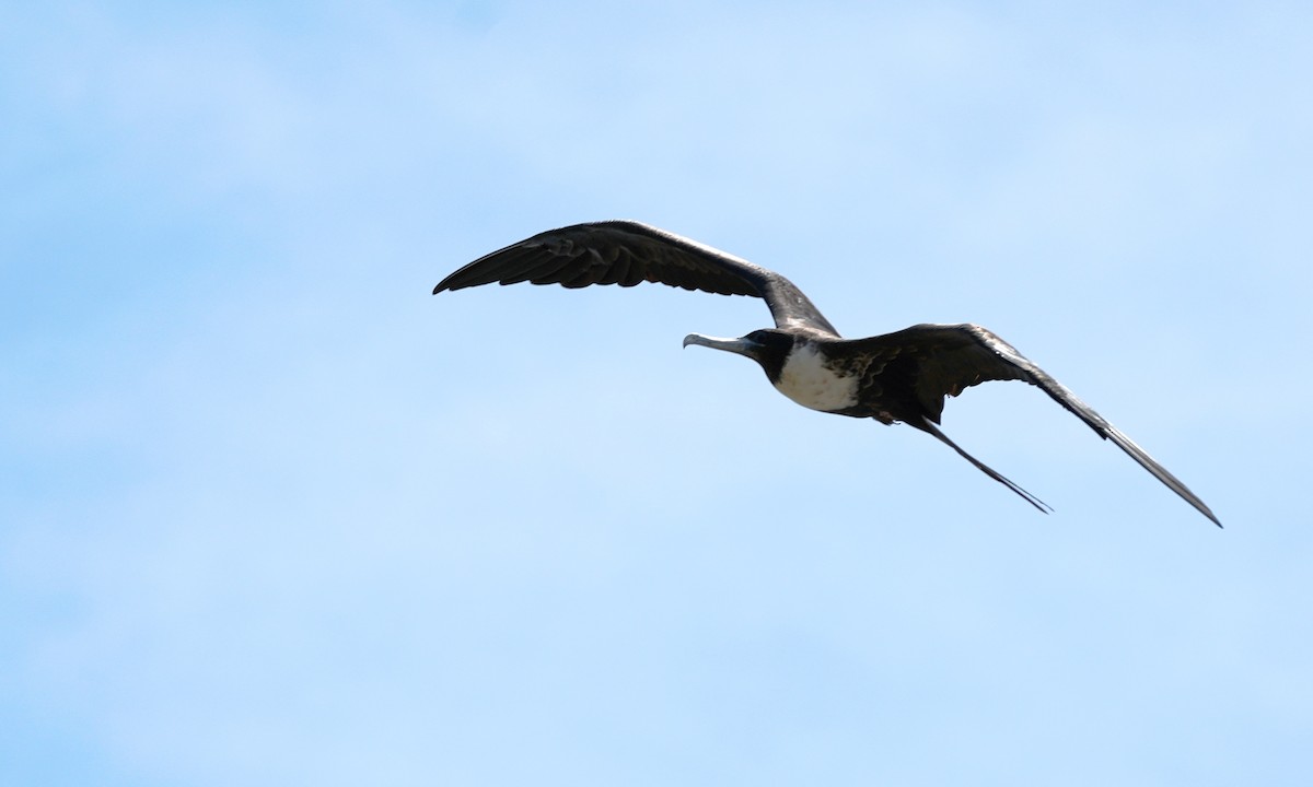 Magnificent Frigatebird - ML641811677