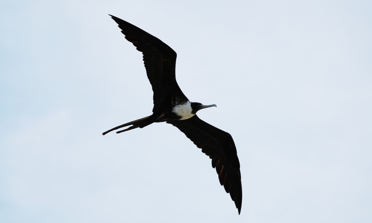 Magnificent Frigatebird - ML641811678