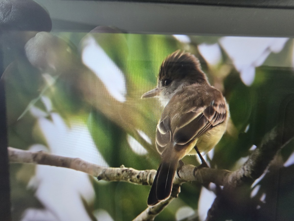 Yellow-bellied Elaenia - ML641811683