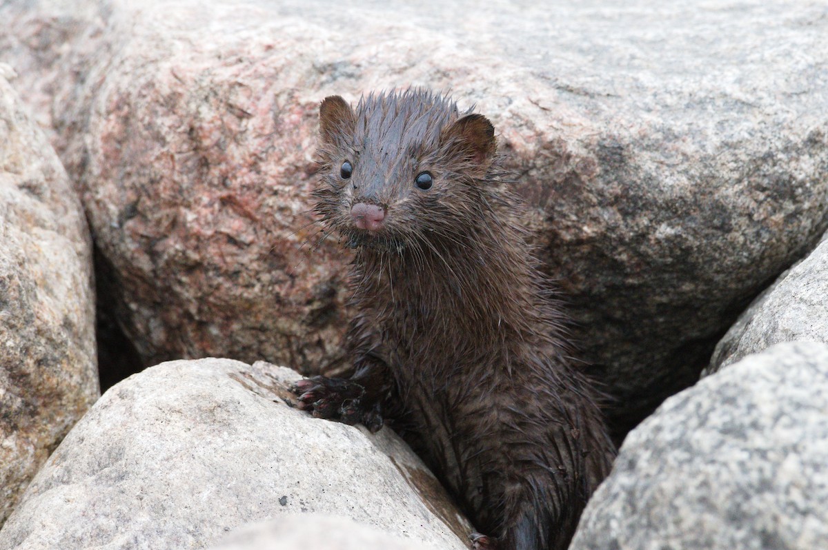 American Mink - ML641811693