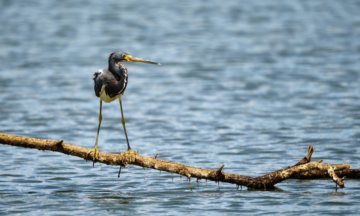 Tricolored Heron - ML641811718