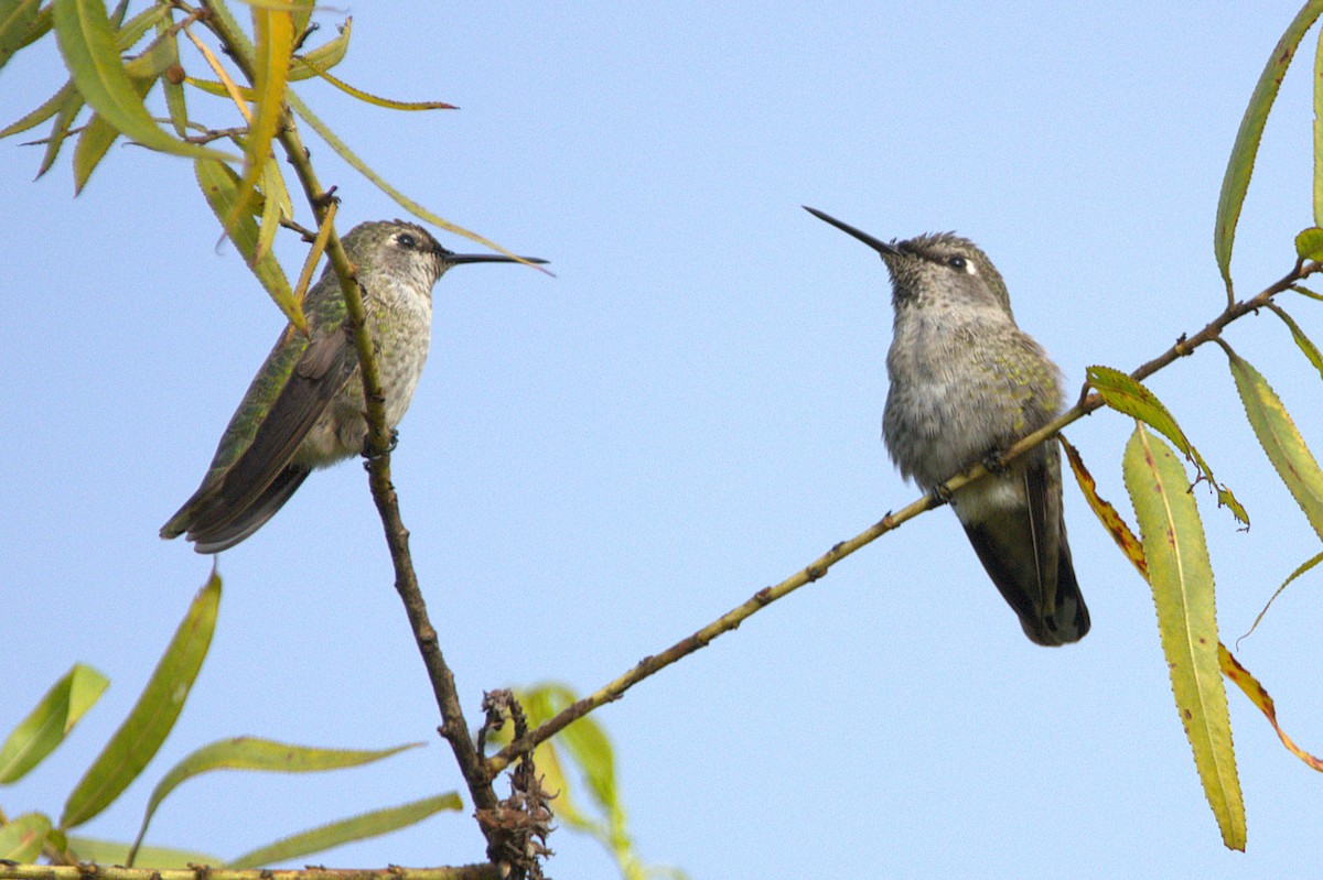 hummingbird sp. - ML641811721