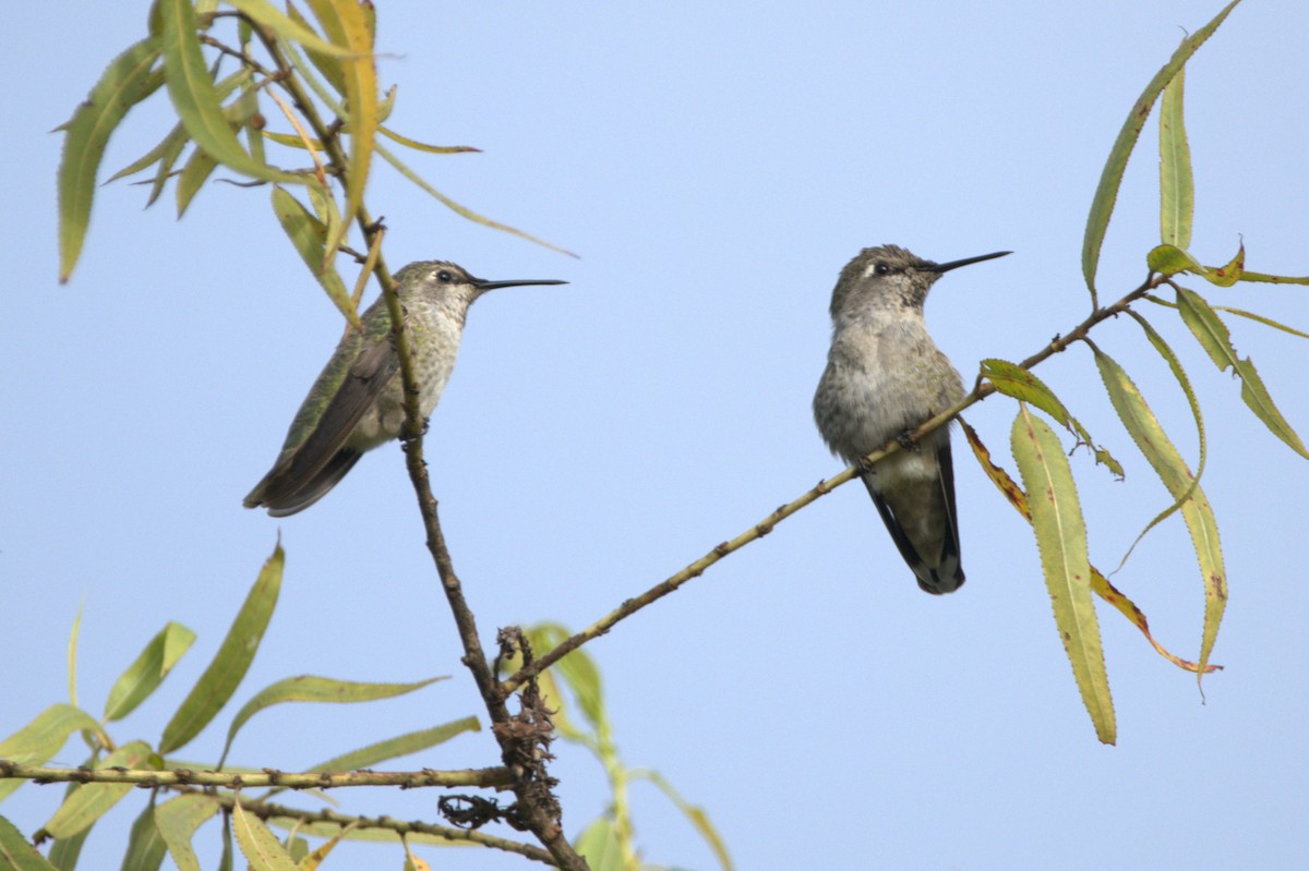 hummingbird sp. - ML641811722