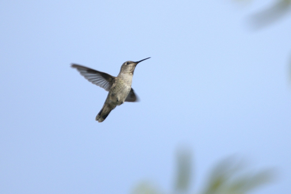 hummingbird sp. - ML641811723