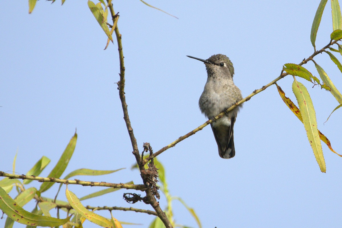 hummingbird sp. - ML641811724